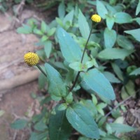 Acmella paniculata (Wall. ex DC.) R.K.Jansen